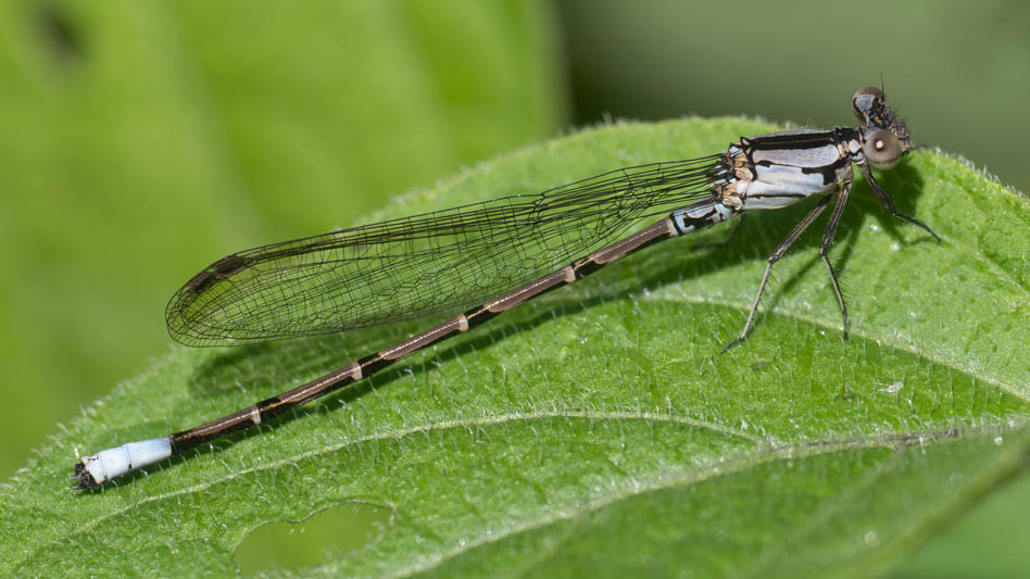 Argia elongata (Thorn-tipped Dancer) imm male.jpg